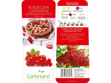 Zdjęcie: Porzeczka czerwona Jonkheer van Tets GARTENLAND