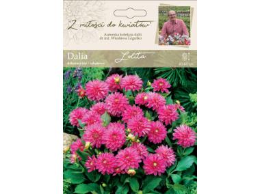 Zdjęcie: Dalia ogrodowa Lolita kolekcja dalii W.LEGUTKO