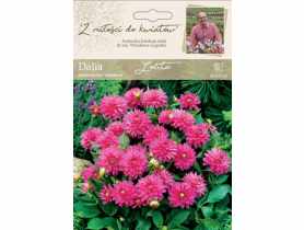Dalia ogrodowa Lolita kolekcja dalii W.LEGUTKO