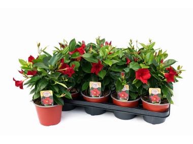 Zdjęcie: Kwiat doniczkowy Mandevilla KAMA