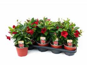 Kwiat doniczkowy Mandevilla KAMA