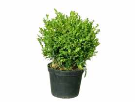 Bukszpan wieczniezielony Buxus sempervirens ŁAZUCCY