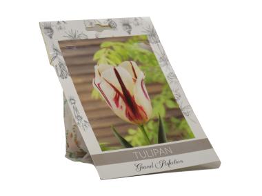 Zdjęcie: Tulipan Grand Perfection W.LEGUTKO