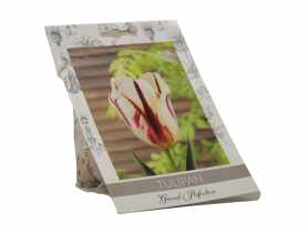 Tulipan Grand Perfection W.LEGUTKO