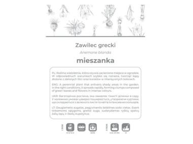 Zdjęcie: Zawilec grecki mieszanka 6 sztuk W.LEGUTKO