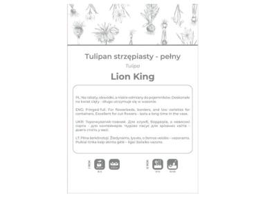 Zdjęcie: Tulipan Lion King czerwony 3 sztuki W.LEGUTKO