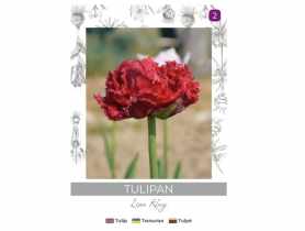 Tulipan Lion King czerwony 3 sztuki W.LEGUTKO