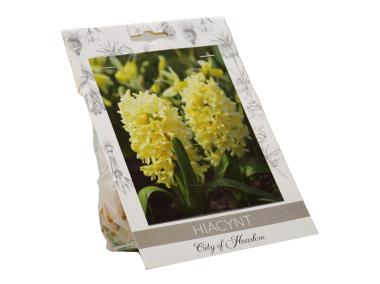 Zdjęcie: Hiacynt City of Haarlem W.LEGUTKO