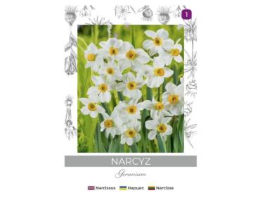 Zdjęcie: Narcyz Geranium biały 3 sztuki W.LEGUTKO