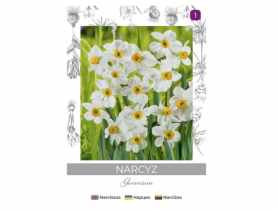 Narcyz Geranium biały 3 sztuki W.LEGUTKO