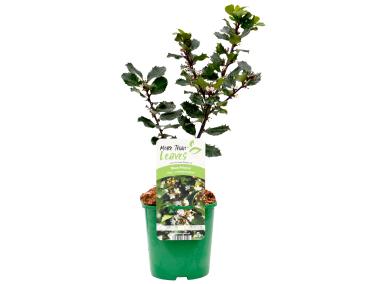 Zdjęcie: Ostrokrzew Meservy Blue Prince sadzonka CLEMATIS