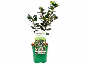 Ostrokrzew Meservy Blue Prince sadzonka CLEMATIS