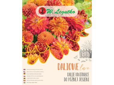 Zdjęcie: Dalie kwitnące do późnej jesieni W.LEGUTKO