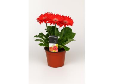 Zdjęcie: Kwiat doniczkowy Gerbera KAMA