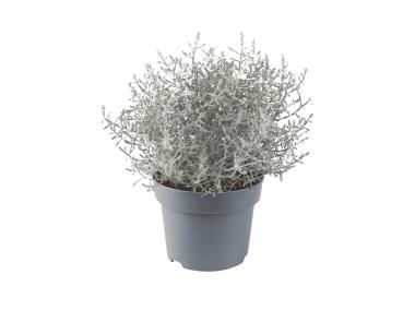 Zdjęcie: Calocephalus brownii Whimsy Silver P10