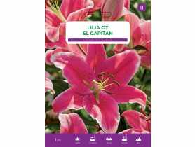 Lilia El Capitan LEGUTKO