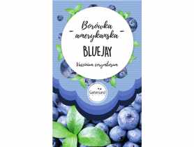 Borówka amerykańska Bluejay GATTENLAND