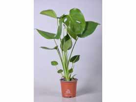 Kwiat doniczkowy Monstera KAMA