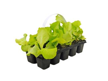 Zdjęcie: Sadzonki sałaty rzymskiej zielonej 10 szt. 4 FLOWER