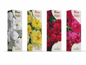 Róża pnąca mix kolorów GARTENLAND