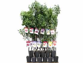 Pigwa 120-170 cm - 5 L GARTENLAND