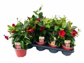 Kwiat doniczkowy Mandevilla Bush KAMA