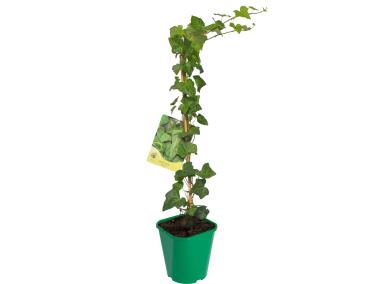 Zdjęcie: Bluszcz pospolity C2 CLEMATIS