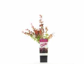 Berberys Pink Attraction GARTENLAND