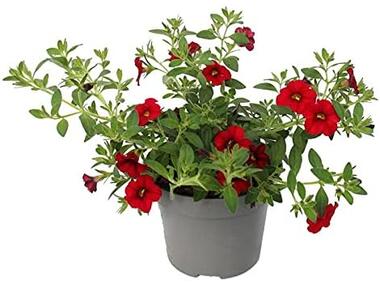 Zdjęcie: Surfinia rabatowa Calibrachoa Million Bells różowa 10 cm KAMA