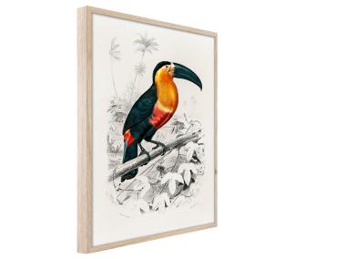 Zdjęcie: Plakat Framepic 50x70 cm Fp038 Toucan STYLER
