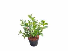 Krzewuszka różnobarwna Weigela decora ŁAZUCCY