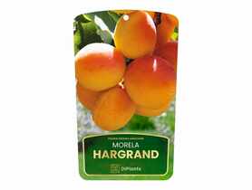 Drzewo owocowe morela Hargrand sadzonka w balocie DIPLANTS
