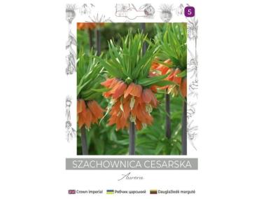 Zdjęcie: Szachownica cesarska Aurora pomarańczowa 1 sztuka W.LEGUTKO