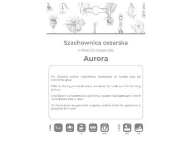 Zdjęcie: Szachownica cesarska Aurora pomarańczowa 1 sztuka W.LEGUTKO