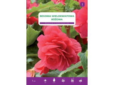 Zdjęcie: Begonia bulwiasta Pink LEGUTKO