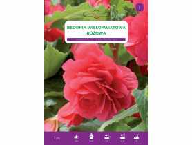 Begonia bulwiasta Pink LEGUTKO