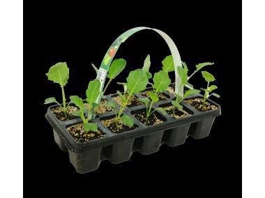 Zdjęcie: Sadzonki pikowane kapusty białej 10 szt. 4 FLOWER
