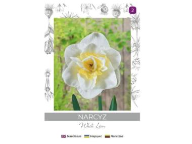 Zdjęcie: Narcyz White Lion biały z żółtym środkiem 3 sztuki W.LEGUTKO