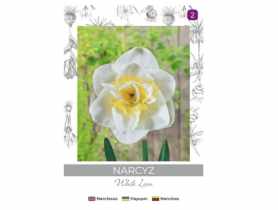 Narcyz White Lion biały z żółtym środkiem 3 sztuki W.LEGUTKO