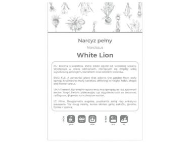 Zdjęcie: Narcyz White Lion biały z żółtym środkiem 3 sztuki W.LEGUTKO