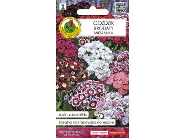 Zdjęcie: Goździk Brodaty mieszany 0,5 g PNOS