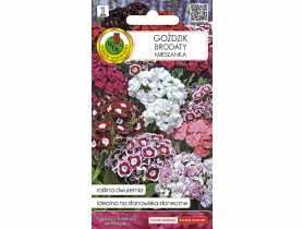 Goździk Brodaty mieszany 0,5 g PNOS