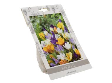 Zdjęcie: Krokus mieszanka W.LEGUTKO