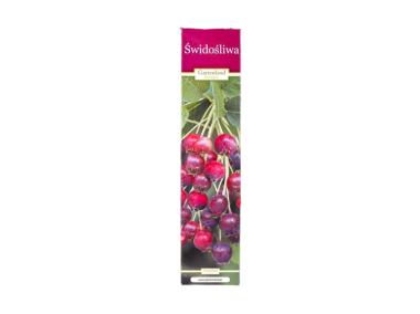 Zdjęcie: Świdośliwa GARTENLAND