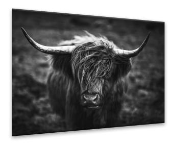 Zdjęcie: Obraz Glasspik 50x70 cm Ex633 Horns STYLER