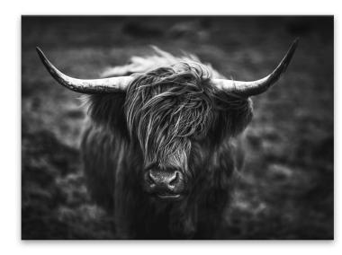 Zdjęcie: Obraz Glasspik 50x70 cm Ex633 Horns STYLER