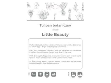 Zdjęcie: Tulipan Little Beauty purpurowy 5 sztuk W.LEGUTKO