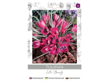 Zdjęcie: Tulipan Little Beauty purpurowy 5 sztuk W.LEGUTKO