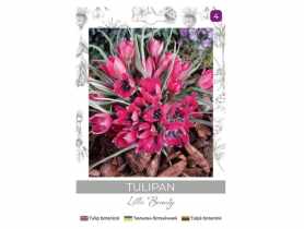 Tulipan Little Beauty purpurowy 5 sztuk W.LEGUTKO