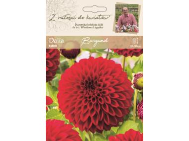 Zdjęcie: Dalia ogrodowa Burgund kolekcja dalii W.LEGUTKO